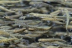 „Absolventenfeier“ für Jungfische
