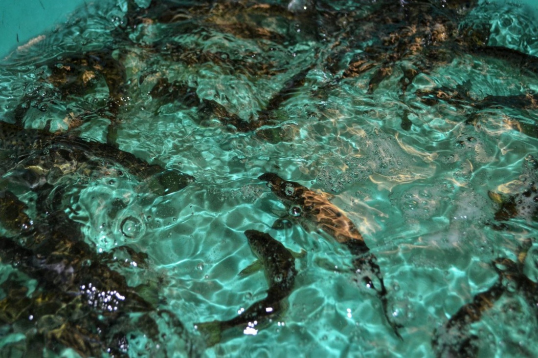 Aussetzen der Jungfische des Atlantischen Lachses