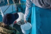 Larven der Peledmaräne wurden im Fischzuchtbetrieb Tschernyschewski gezüchtet 