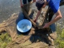 Jungfische der Äschen gelangen in den Bratsker Stausee (Verwaltungsgebiet Irkutsk)