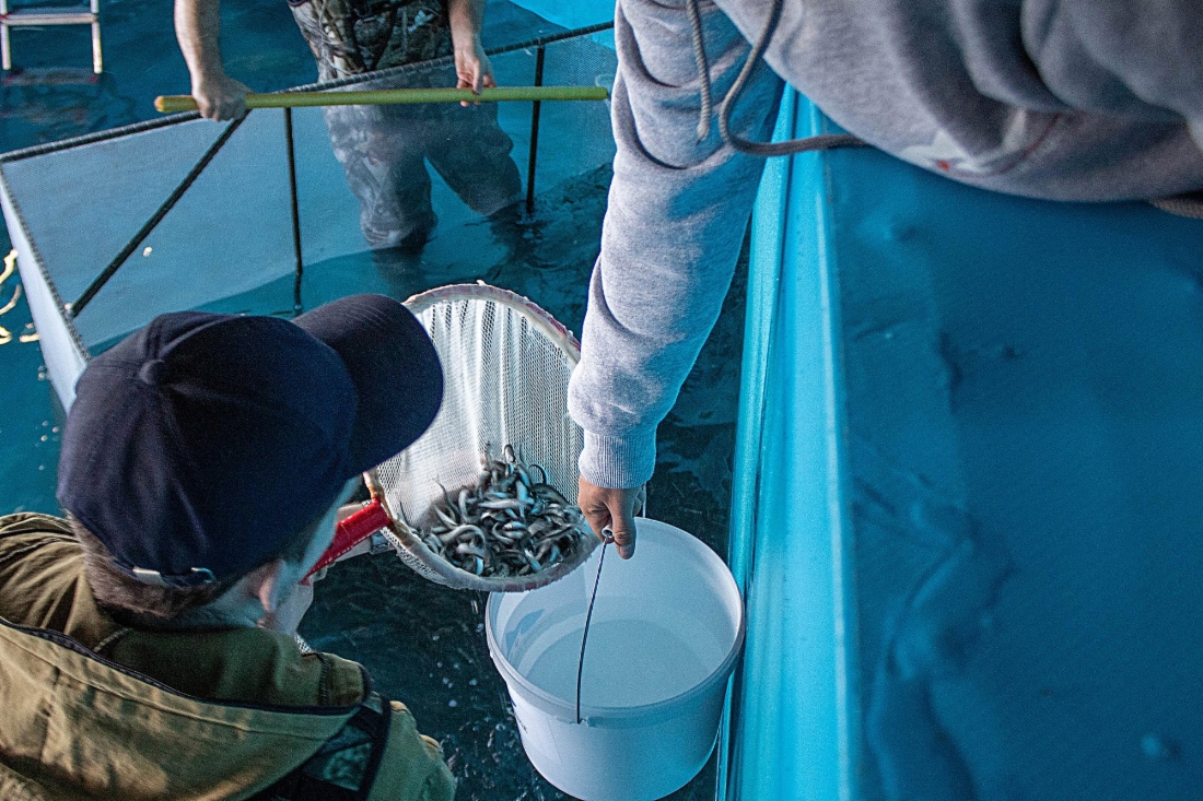 Larven der Peledmaräne wurden im Fischzuchtbetrieb Tschernyschewski gezüchtet 