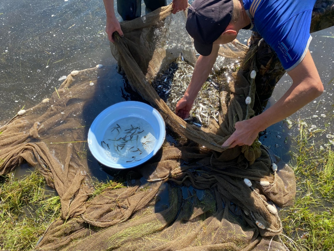 Jungfische der Äschen gelangen in den Bratsker Stausee (Verwaltungsgebiet Irkutsk)