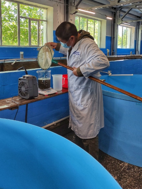 Muksun-Jungfische haben in der Zuchtanlage 1,5 Gramm angesetzt