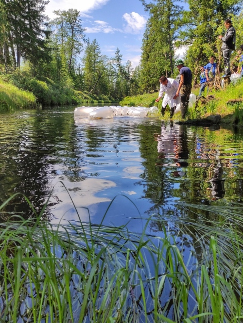 Larven der Peledmaräne wurden in speziellen Beuteln zum Aannjaach-Fluss befördert