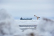 Verschiffung des Erdöls von der Halbinsel Jamal über den Seeterminal Arctic Gate