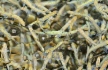 Ketalachs-Jungfische vor dem Aussetzen in den Fluss