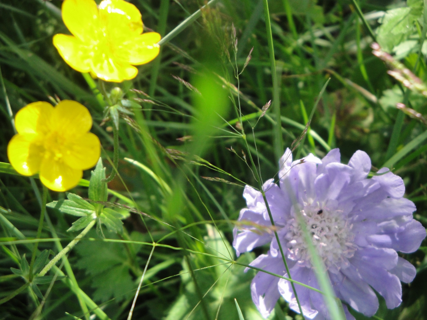 Blumen sind in den Bergen immer schön