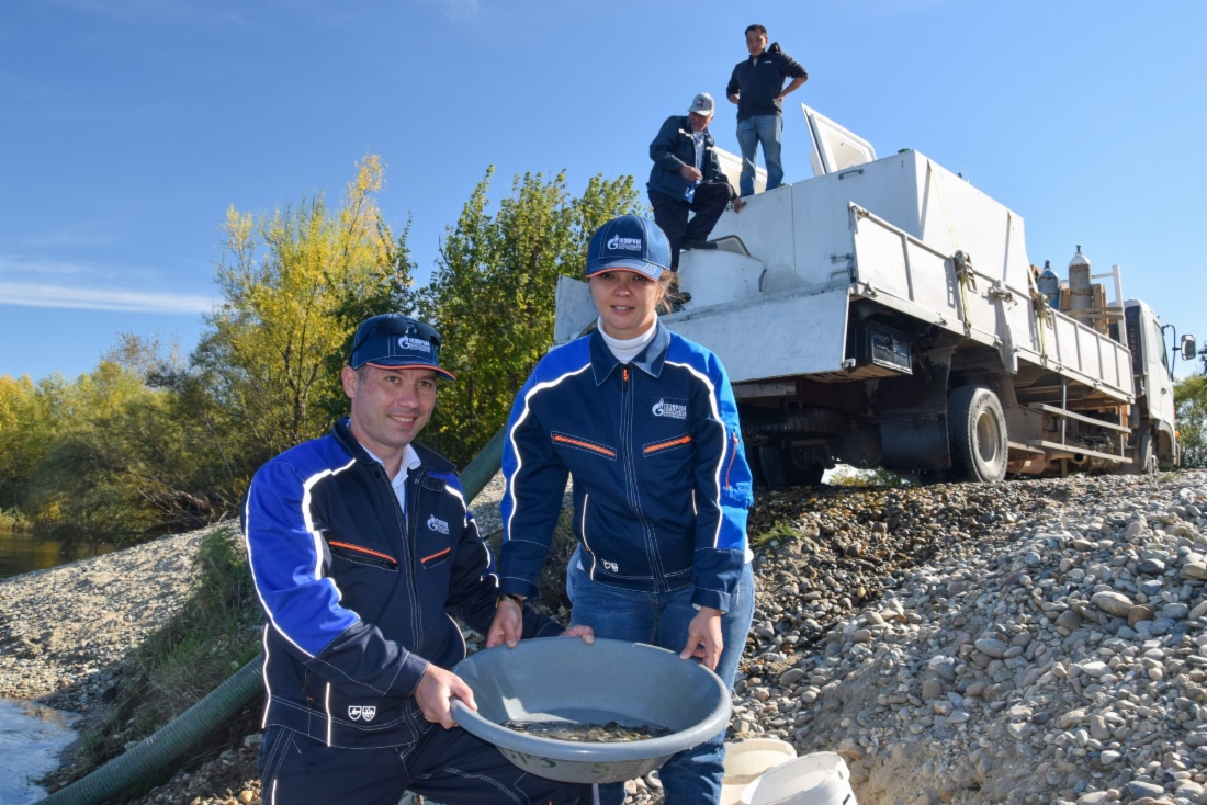 Jungfische stammen aus dem Fischzuchtbetrieb Anjuiski (gehört einer Filiale von Glavrybvod im Verwaltungsgebiet Amur an) in der Verwaltungsregion Chabarowsk
