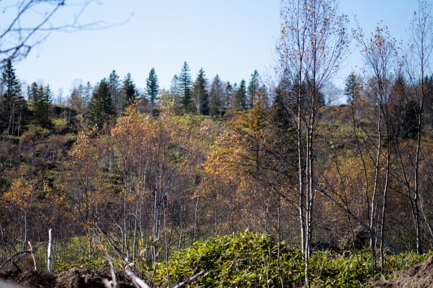 Jungwald in der Nähe des Aktionsortes
