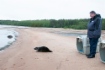Die Stiftung von Freunden der Ostsee-Ringelrobben befasst sich mit der Bewahrung seltener Arten von Meeressäugern, zu denen die Ostsee- und Ladoga-Ringelrobbe sowie die Ostsee-Kegelrobbe zählen