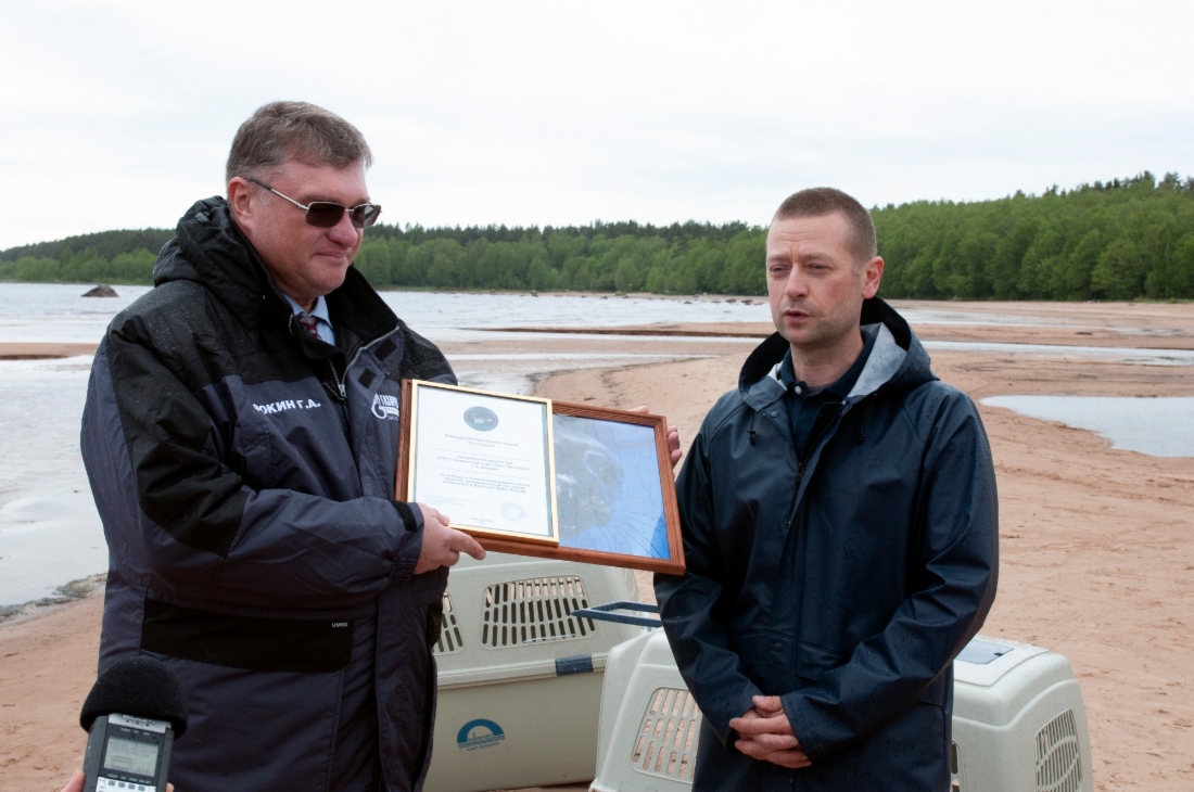 Leiter der Stiftung von Freunden der Ostsee-Ringelrobben, Vyacheslav Alexeev, überreichte Georgy Fokin ein Dankschreiben für die erwiesene Hilfe und ein Foto der Kegelrobbe Lakhta