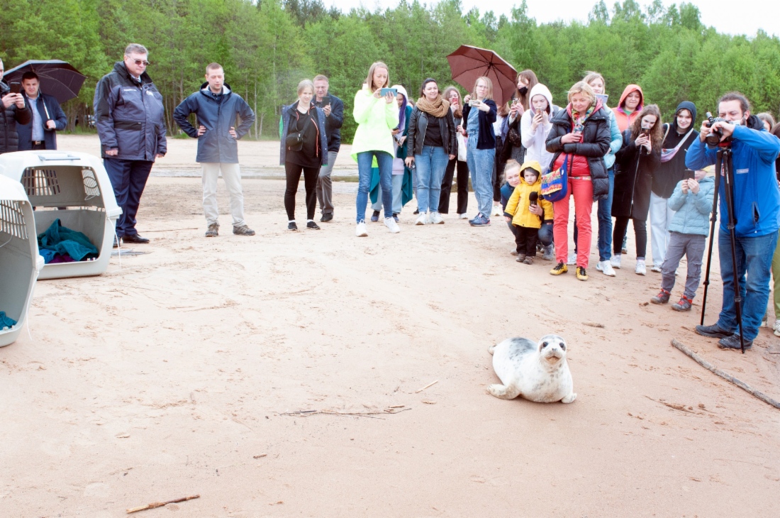 Als nächstes wurde das Weibchen Krjukowa, das im Krjukow-Kanal von Sankt Petersburg geborgen worden war, freigelassen