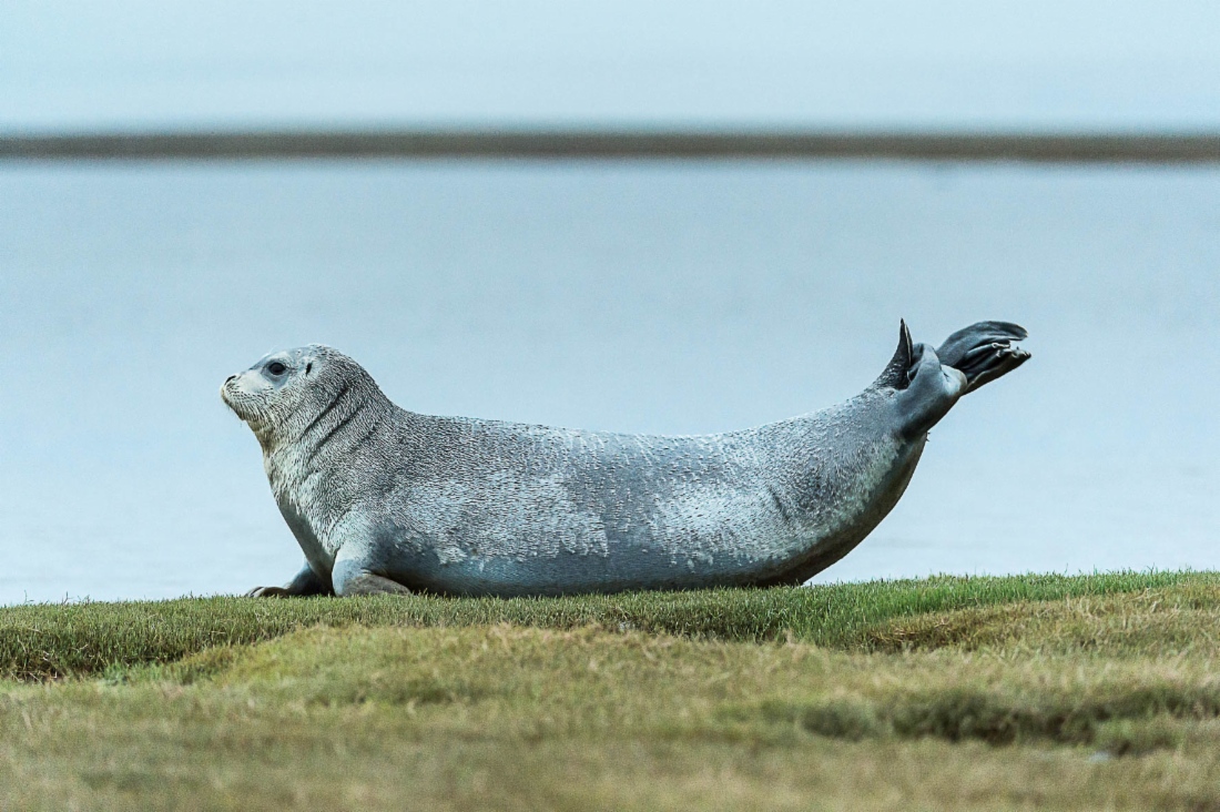 Bewohner des staatlichen Naturschutzgebietes Gydanski (Schokalski-Insel), Autonomer Bezirk der Jamal-Nenzen 