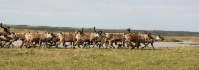 In den Sommermonaten ziehen die Rentierherden Richtung Norden
