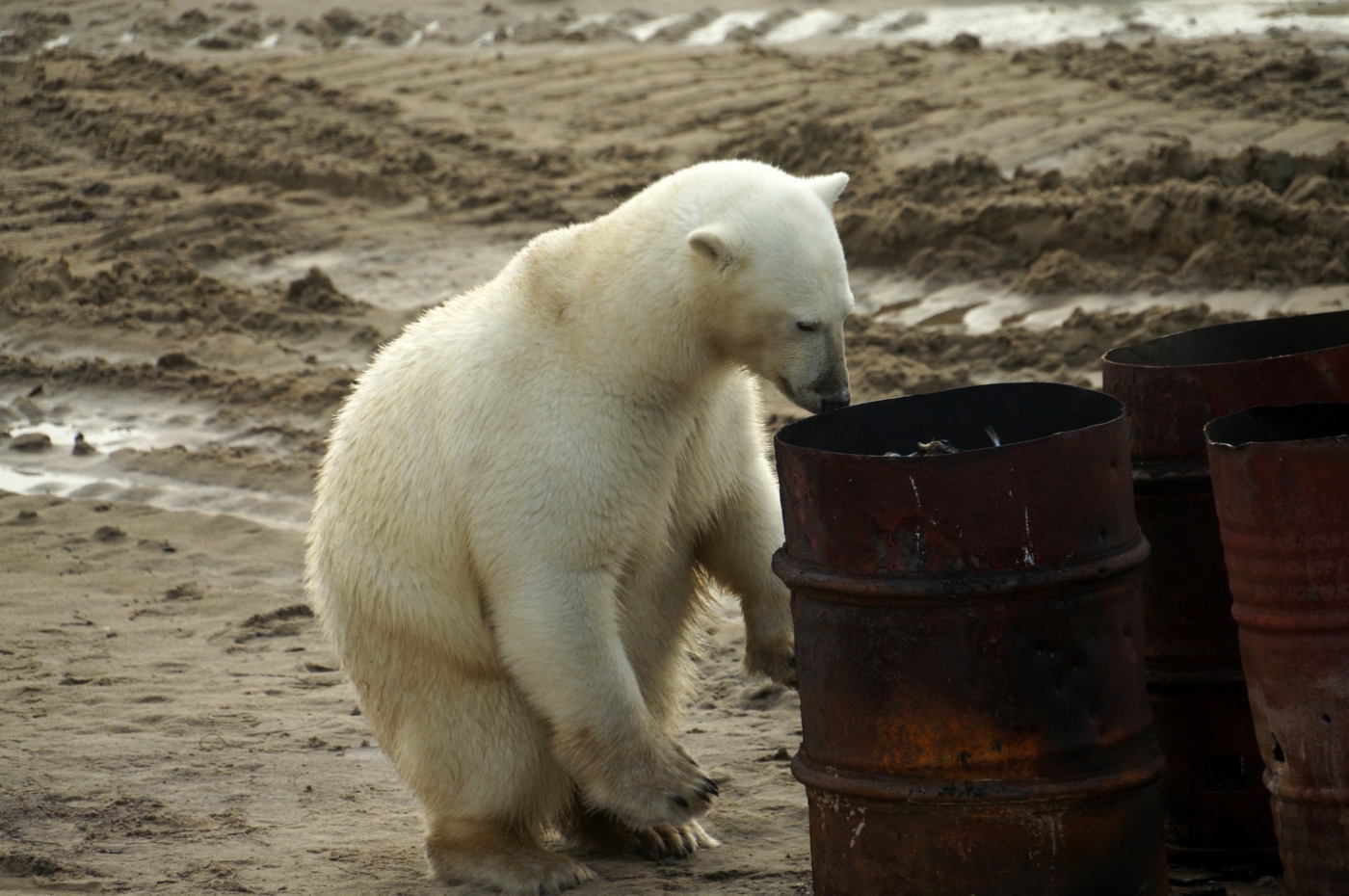 Auf der Wilkizki-Insel in der Karasee leben Eisbären
