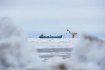 Arktischer Terminal Arctic Gate für Erdölverladung